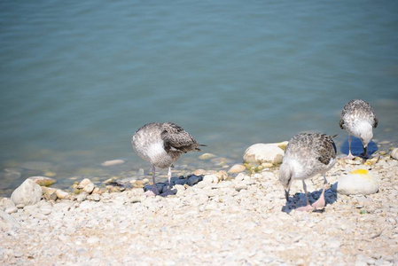海滩 地中海 海洋 野生动物 夏天 自然 岩石 海鸟 海鸥