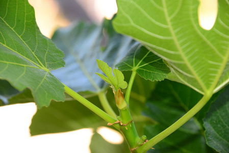 美丽的 花园 森林 饮食 夏天 甜的 紫色 植物学 植物