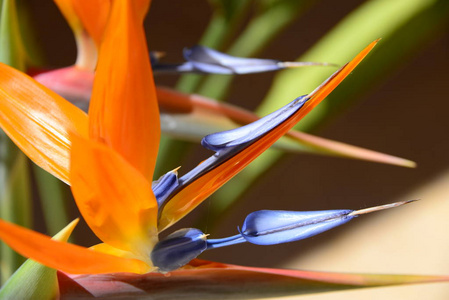 花园 颜色 美女 植物区系 夏天 特写镜头 植物学 春天