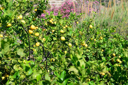 西班牙 收获 夏天 颜色 酸的 农业 果园 生长 树叶 分支