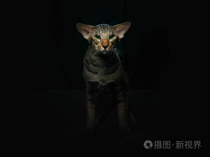 聪明的暹罗猫黑色隔离