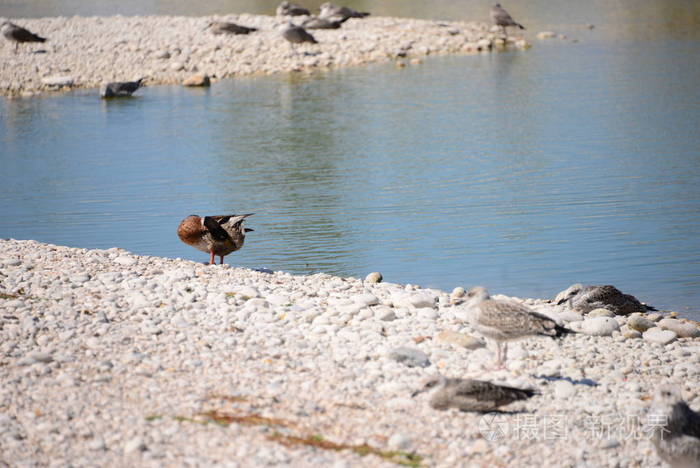 西班牙 海滩 鸭子 美丽的 自然 池塘 夏天 海洋 野生动物