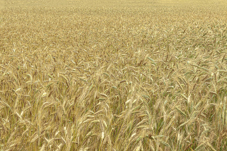 背景。初夏播种小麦的田地。特写。
