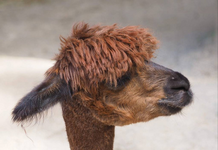 动物 肖像 羊毛 面对 毛皮 美国 有趣的 美丽的 脖子