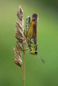 昆虫 盔甲 自然 特写镜头 动物 跳过 弹跳 蚱蜢 生物