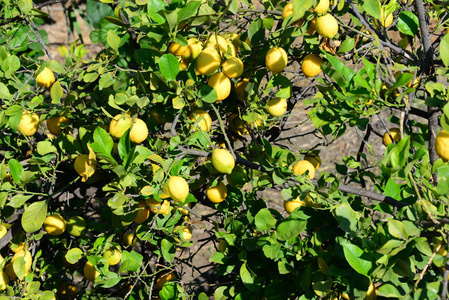 分支 维生素 花园 农业 西班牙 水果 夏天 植物 甜的