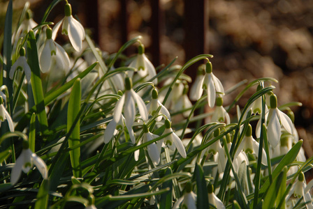 春天 植物 植物区系 花瓣 雨滴 雪滴 花园 盛开 开花
