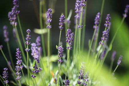 美丽的 草本植物 普罗旺斯 芳香 紫罗兰 薰衣草 植物区系