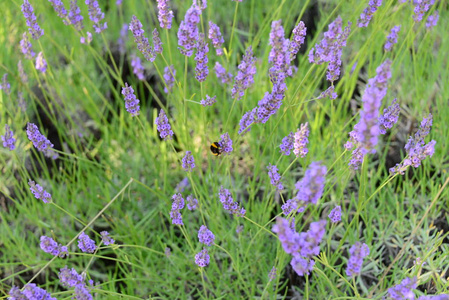 花的 普罗旺斯 紫罗兰 植物区系 自然 紫色 芳香疗法 盛开