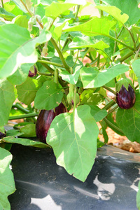 夏天 花园 营养 水果 收获 成长 领域 茄子 蔬菜 西班牙