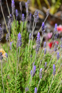 夏天 芳香 法国 农业 草本植物 紫罗兰 美丽的 自然 香水