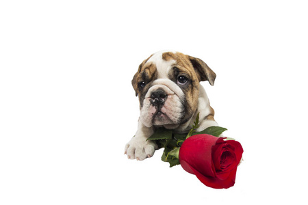 小狗 浪漫 植物 动物 浪漫的 可爱的 情人 玫瑰 同伴