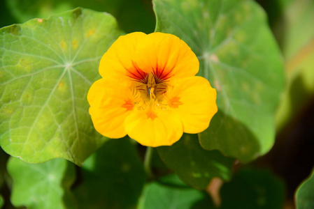 植物区系 花瓣 牛蒡 颜色 植物学 自然 西班牙 春天 夏天