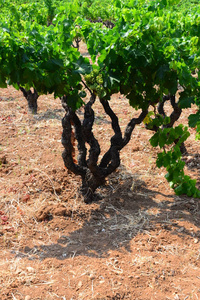 夏天 葡萄栽培 酒厂 藤蔓 收获 乡村 食物 生长 葡萄园