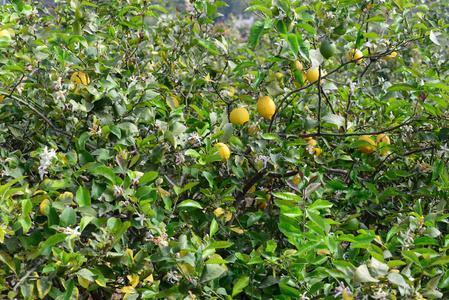 食物 花园 果园 柑橘 酸的 树叶 植物 甜的 分支 农业