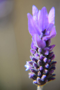 夏天 西班牙 颜色 美女 薰衣草 花的 紫色 春天 植物