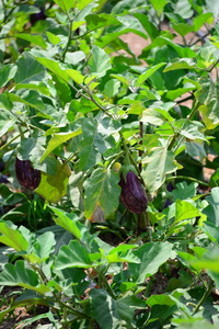 树叶 农业 食物 特写镜头 西班牙 茄子 紫色 收获 夏天