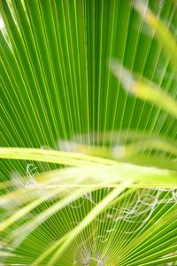 颜色 特写镜头 森林 棕榈 美丽的 植物区系 夏天 生活