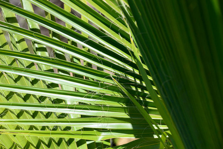森林 树叶 分支 棕榈 颜色 西班牙 自然 夏天 植物区系