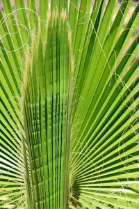 植物 分支 纹理 特写镜头 颜色 西班牙 森林 自然 棕榈