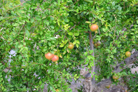 植物 果园 园艺 自然 夏天 成长 苹果 农业 食物 甜的