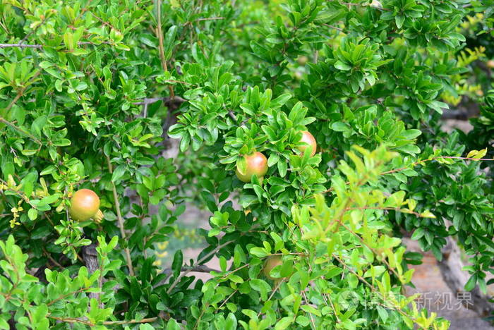 维生素 苹果 花园 植物 收获 颜色 农业 石榴 食物 夏天