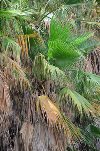 植物区系 季节 特写镜头 风景 花园 森林 环境 西班牙