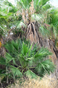 植物区系 夏天 树叶 棕榈 季节 生长 旅行 森林 春天