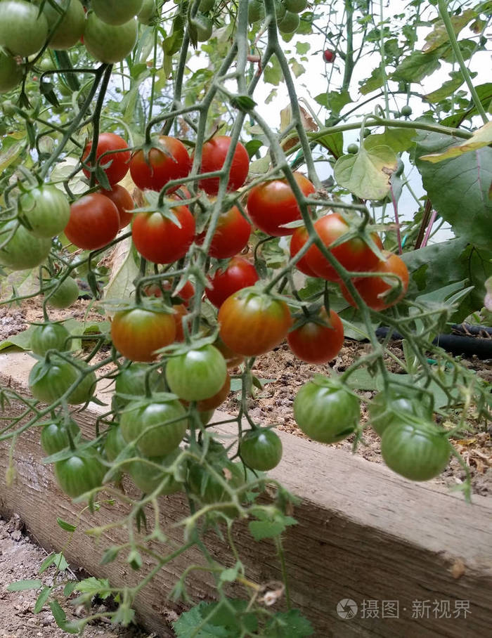 甜的 分支 食物 植物 自然 农场 樱桃 收获 花园 水果