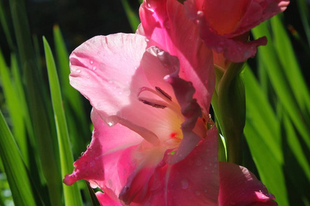 花的 唐菖蒲 花瓣 浪漫的 花园 植物区系 开花 植物 美女