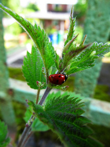 甲虫 水果 夏天 颜色 植物 自然 缺陷 瓢虫 特写镜头