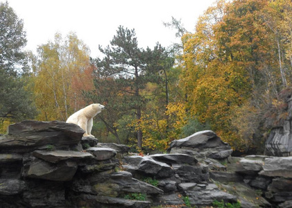 落下 岩石 动物园 秋天 动物
