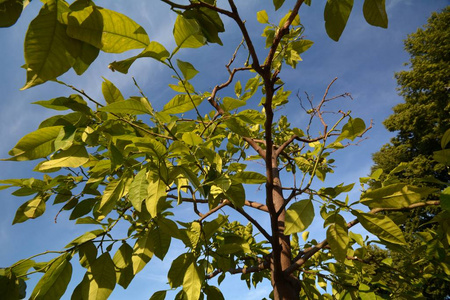 广告 夏天 地球 夏季 自然 傍晚 宣传 太阳 表土 首都