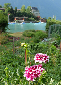 夏天 阿尔卑斯山 夏季 瑞士 植物 海湾 前景