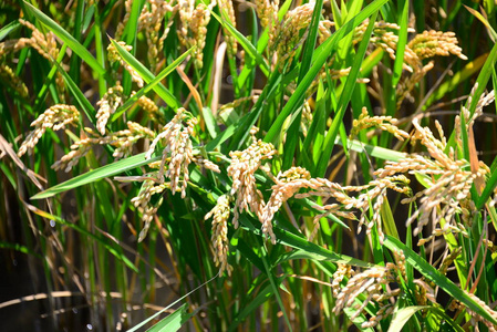 季节 亚洲 稻谷 生长 粮食 泰国 作物 夏天 农业 草地