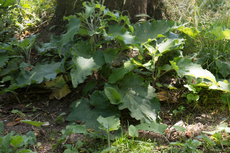 灌木 植物 公园 夏季 灌木丛 自然 夏天 成长