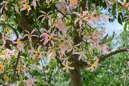 特写镜头 春天 颜色 花园 自然 植物 花瓣 夏天 植物区系