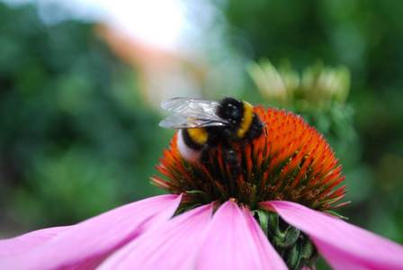 蜂蜜 昆虫 夏天 植物 大黄蜂 繁荣的 繁荣 夏季 花粉