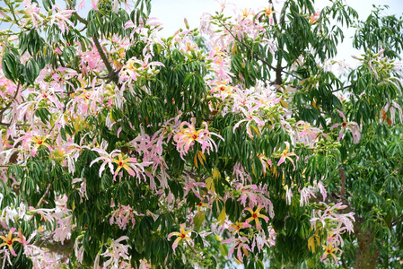 春天 粉红色 颜色 花园 季节 自然 西班牙 花的 美丽的