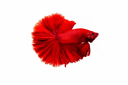 白底红暹罗斗鱼照片