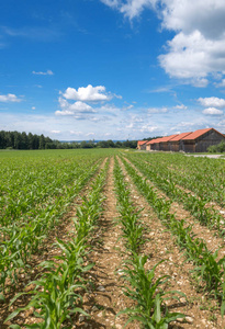 农田 农业 成长 天气 风景 玉米地 美丽的 生长 自然