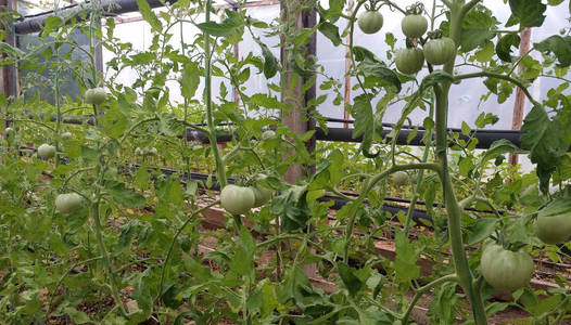 水果 收获 植物 农业 农场 夏天 自然 甜的 食物 分支