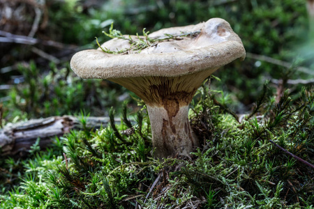 在里面 季节 特写镜头 蘑菇 苔藓 真菌 秋天 木材 植物