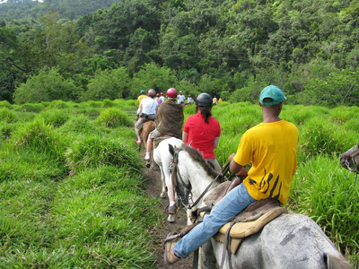 植被 自然 草地 假期 共和国 马背 加勒比 郊游 骑马