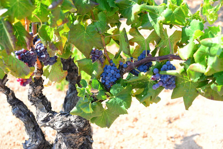 葡萄园 农业 小道消息 葡萄酒 植物区系 山谷 领域 乡村