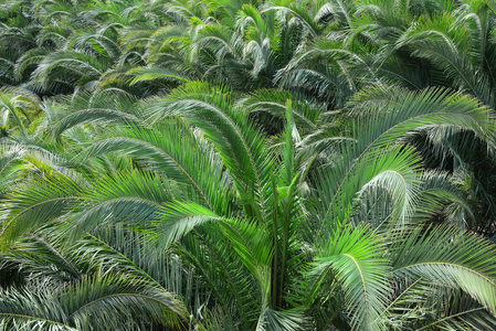 自然 夏天 花园 植物学 树叶 热带 植物 森林 植物区系