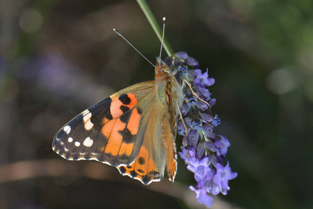 夏天 动物 花园 美女 季节 蝴蝶 昆虫 特写镜头 美丽的