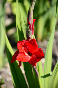 植物区系 唐菖蒲 颜色 开花 美女 特写镜头 花园 季节