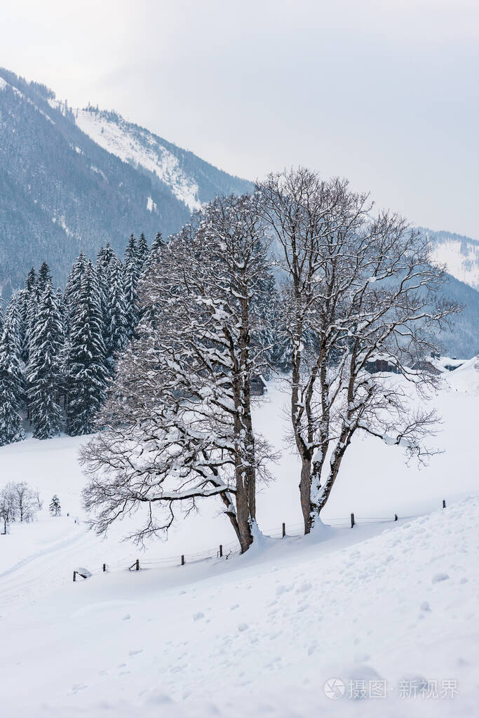 阿尔卑斯山的双子树和冬季的山地景观积雪覆盖的小山树木和山峦