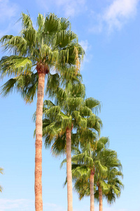 假期 假日 旅行 夏天 美丽的 天堂 海滩 天空 植物 棕榈